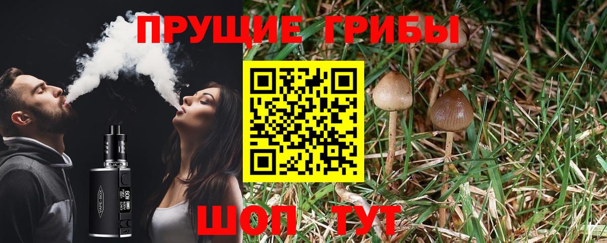 Карабулак  Псилоцибиновые грибы Psilocybe  Вход с VPN 